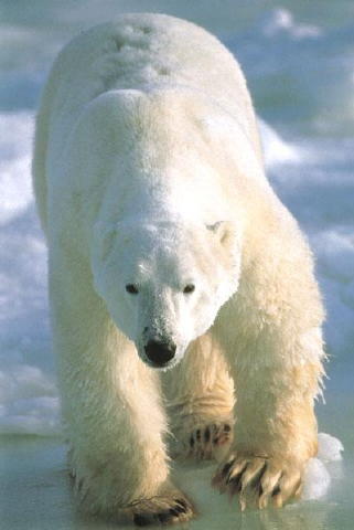 polarbear