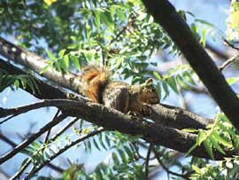 squirril