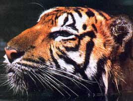 tiger2