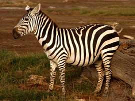 zebra