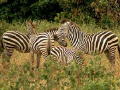 zebras