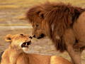 2lions
