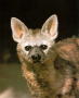 aardwolf