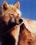 arcticwolf04