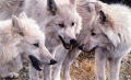 arcticwolf05