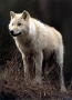 arcticwolf