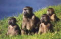baboon03