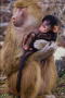 baboons01