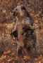 bear-grizzly1