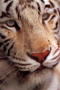 bentiger01