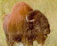 bison3