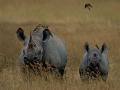 blackrhinocer