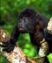 blacmonkey