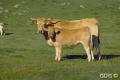 cowcalf