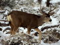deer