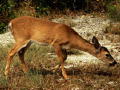 doe