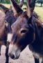 donkey