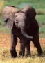 elephbaby