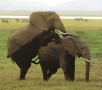 elephmating