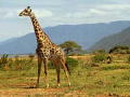 giraff