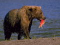 grizzlybear2