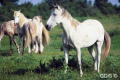 horses2