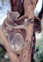 koalax
