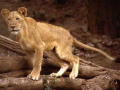 lioness