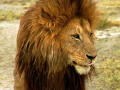 lionhead
