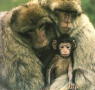 macaques1