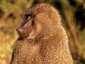 monkey2