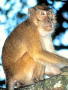 monkey