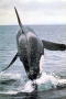 orca