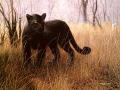 pantherleopard1