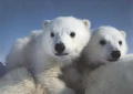 polarbear01