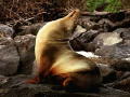 seal