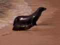 sealy