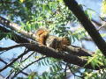 squirril