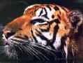 tiger2