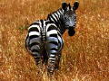 zebra1