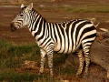 zebra