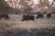 Cape Buffalo