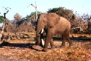 Elephant Bull Moremi