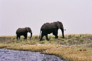 Elephants crossing the Chobe River