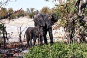 Elephants in Moremi