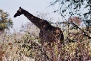 Giraffe