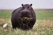 Hippopotamus