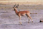 Impala