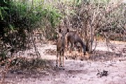 Young Kudus