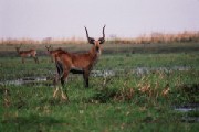 Lechwe